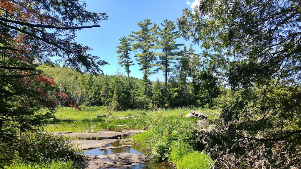 Forêt Héritage | 310 Chemin Filion, Sainte-Anne-des-Lacs, QC J0R 1B0, Canada