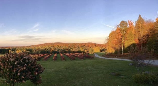 BLEUETIÈRE Les jardins bleus | 4 Chem. Montplaisir, Hatley, QC J0B 2C0, Canada | Phone: (438) 321-5666