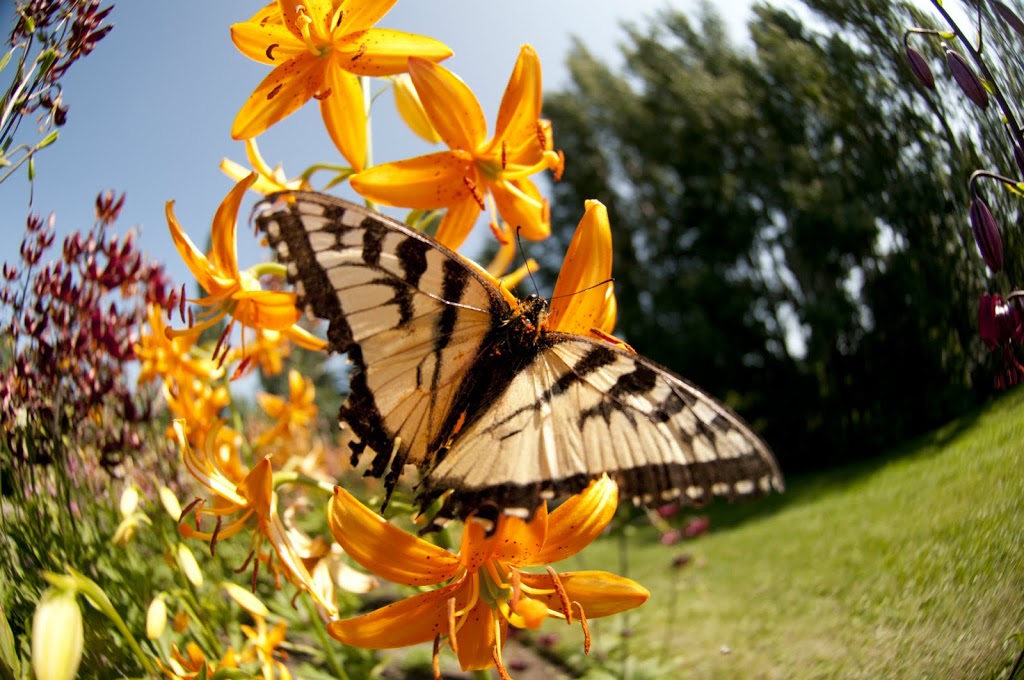 University of Alberta Botanic Garden | 51227 AB-60, Spruce Grove, AB T7Y 1C5, Canada | Phone: (780) 492-3050