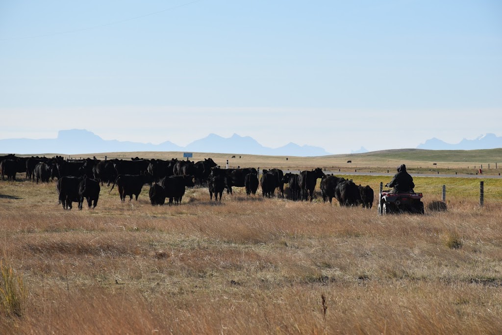 Gurney Land & Livestock | 85010 Range Rd 250, Fort Macleod, AB T0L 0Z0, Canada | Phone: (403) 308-2473