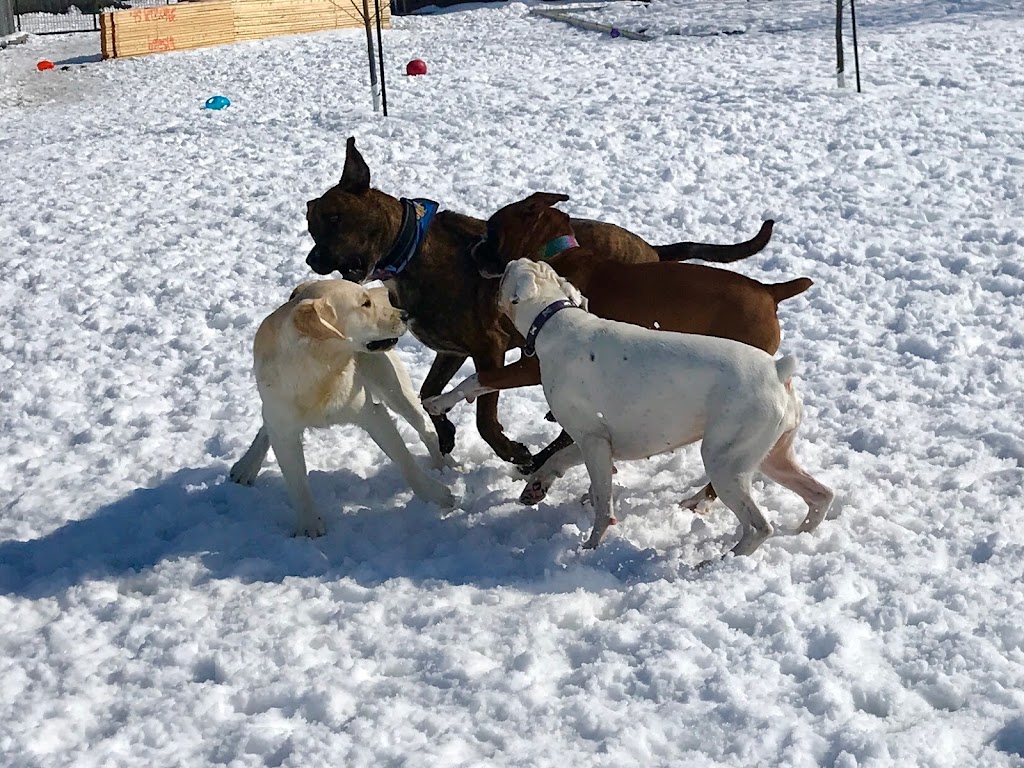 La Patte Mauve-Doggie Daycare and Pet Boarding | 3960 Elm St, Welland, ON L3B 3P3, Canada | Phone: (289) 969-7387