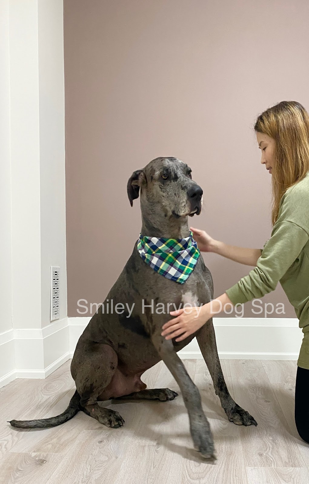 Smiley Harvey Dog Spa | 15 Henderson Ave, Thornhill, ON L3T 2K4, Canada | Phone: (289) 597-2366