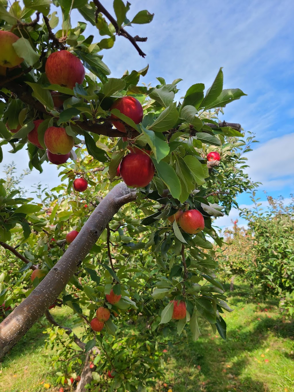 Vista Bella Farm | 2859 Malagash Rd, Malagash, NS B0K 1E0, Canada | Phone: (902) 257-2288