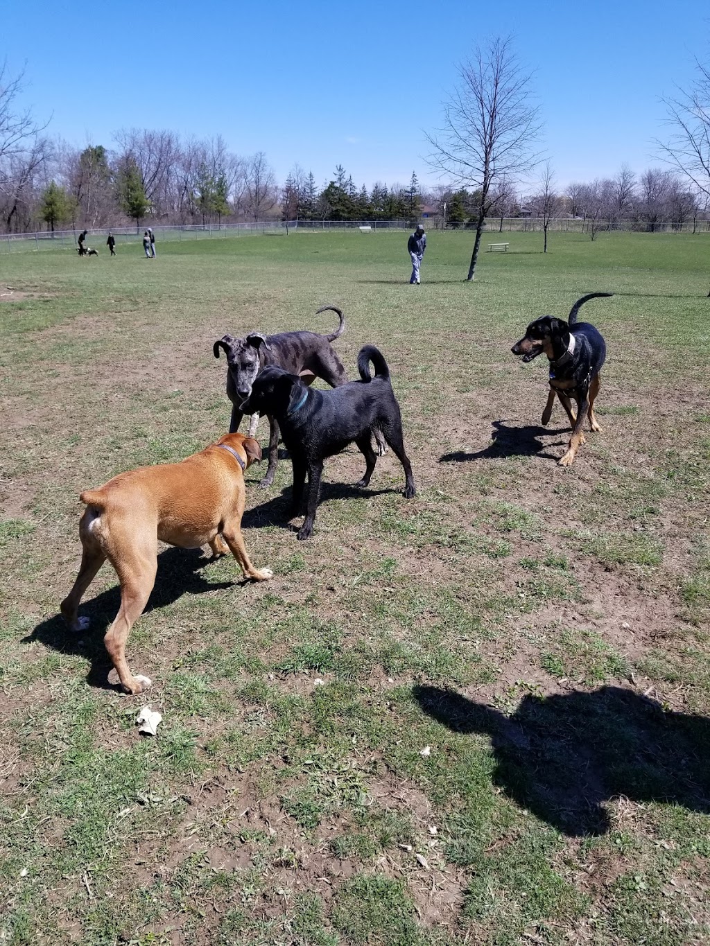 Burgoyne Woods Dog Park | 70 Edgedale Rd, St. Catharines, ON L2R, Canada | Phone: (905) 688-5600