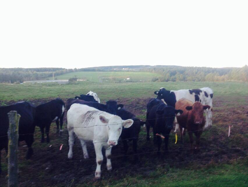 Ferme Ludré | 215 2e Rang, Saint-Ferdinand, QC G0N 1N0, Canada | Phone: (418) 428-2824