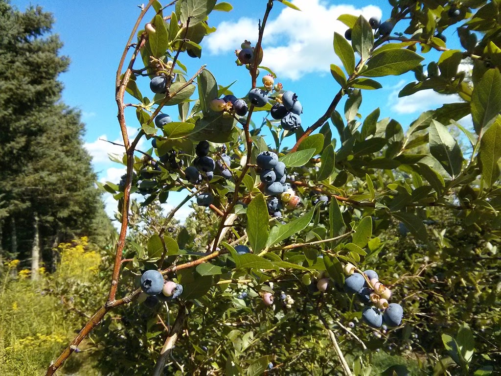 Bleuetière Le Rêve Bleu | 386 Rang de la Presquîle, Saint-Damase, QC J0H 1J0, Canada | Phone: (450) 772-6309