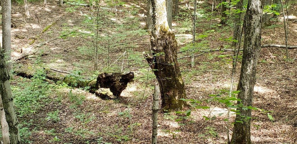 Altberg Wildlife Sanctuary Nature Reserve | Monck Rd, Kawartha Lakes, ON K0M 1K0, Canada | Phone: (800) 440-2366