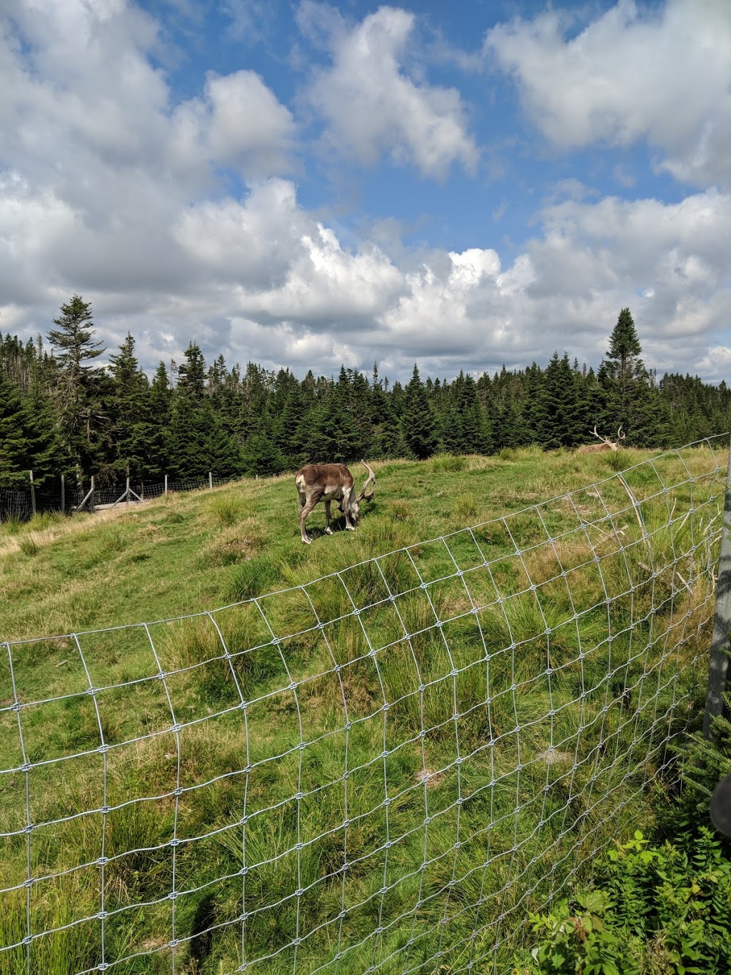 Salmonier Nature Park | Salmonier Line, Holyrood, NL A0A 2R0, Canada | Phone: (709) 229-7888