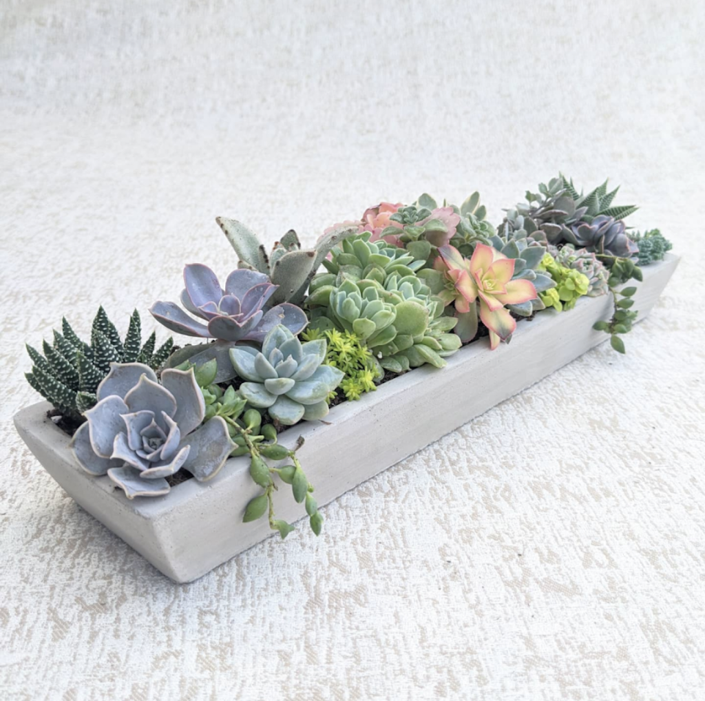 Canadian Succulents | Box 886, 3520 Durham Regional Rd 1, Uxbridge, ON L9P 1R4, Canada | Phone: (416) 464-8879