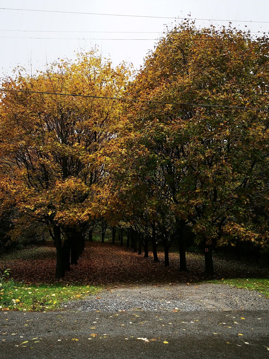 Fonthill Family Fruit Farm | 1724 Pelham St, Fonthill, ON L0S 1E6, Canada | Phone: (905) 892-5811