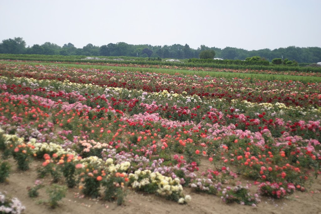 Vineland Nurseries | 4540 Martin Rd, Beamsville, ON L0R 1B1, Canada | Phone: (905) 562-4836