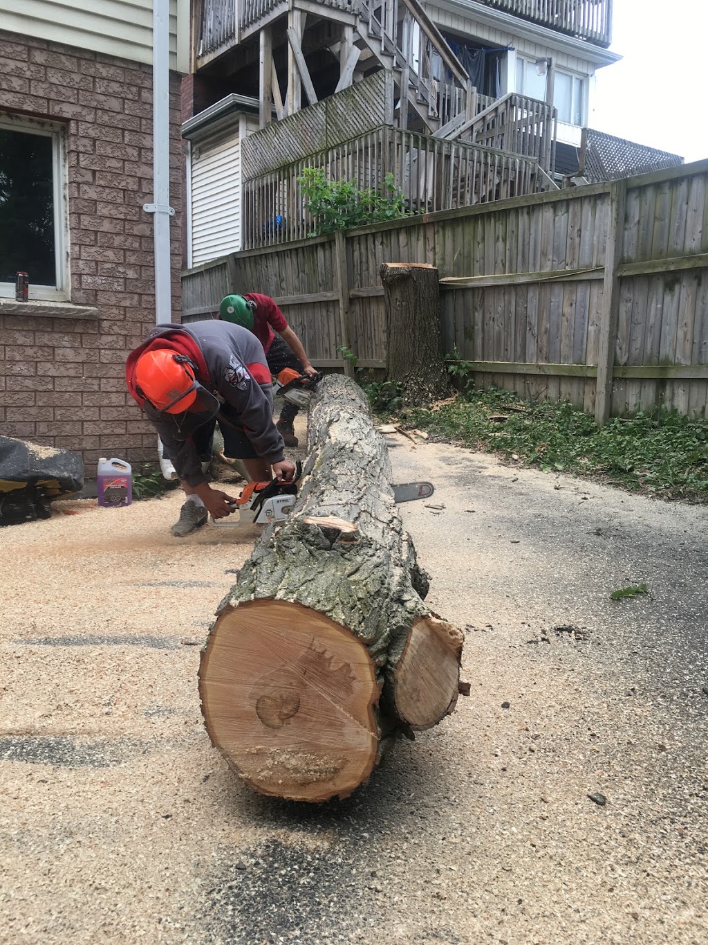 Aftermath Tree Care | 321 Marland Ave, Oshawa, ON L1J 1X3, Canada | Phone: (647) 771-8733