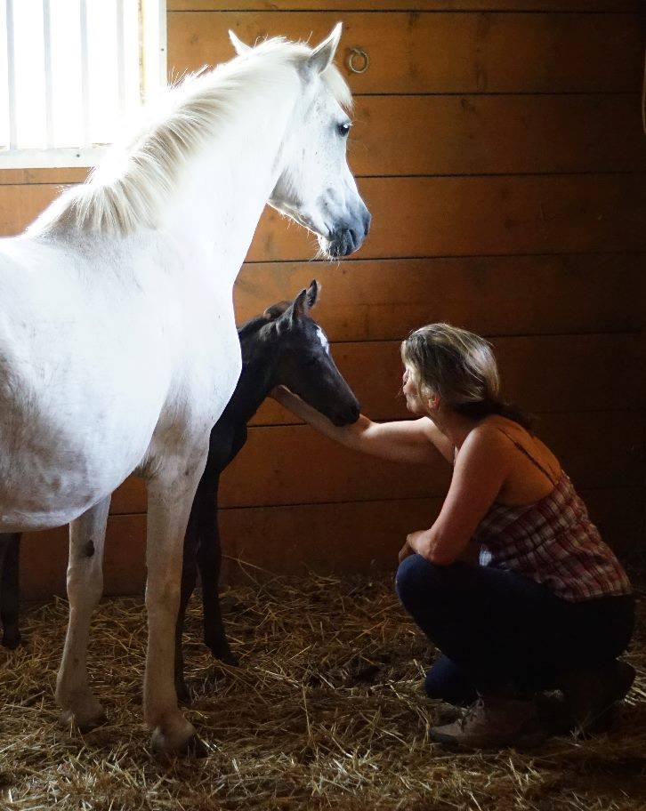 Stable Wellness Farm and Yoga Studio | Wilsonville, ON N0E 1Z0, Canada | Phone: (519) 757-2337