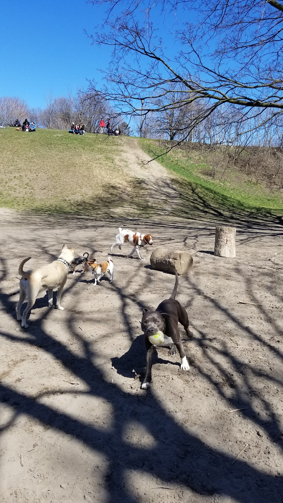 Trinity Bellwoods Dog Bowl | Trinity - Bellwoods, Toronto, ON M6J 2V5, Canada