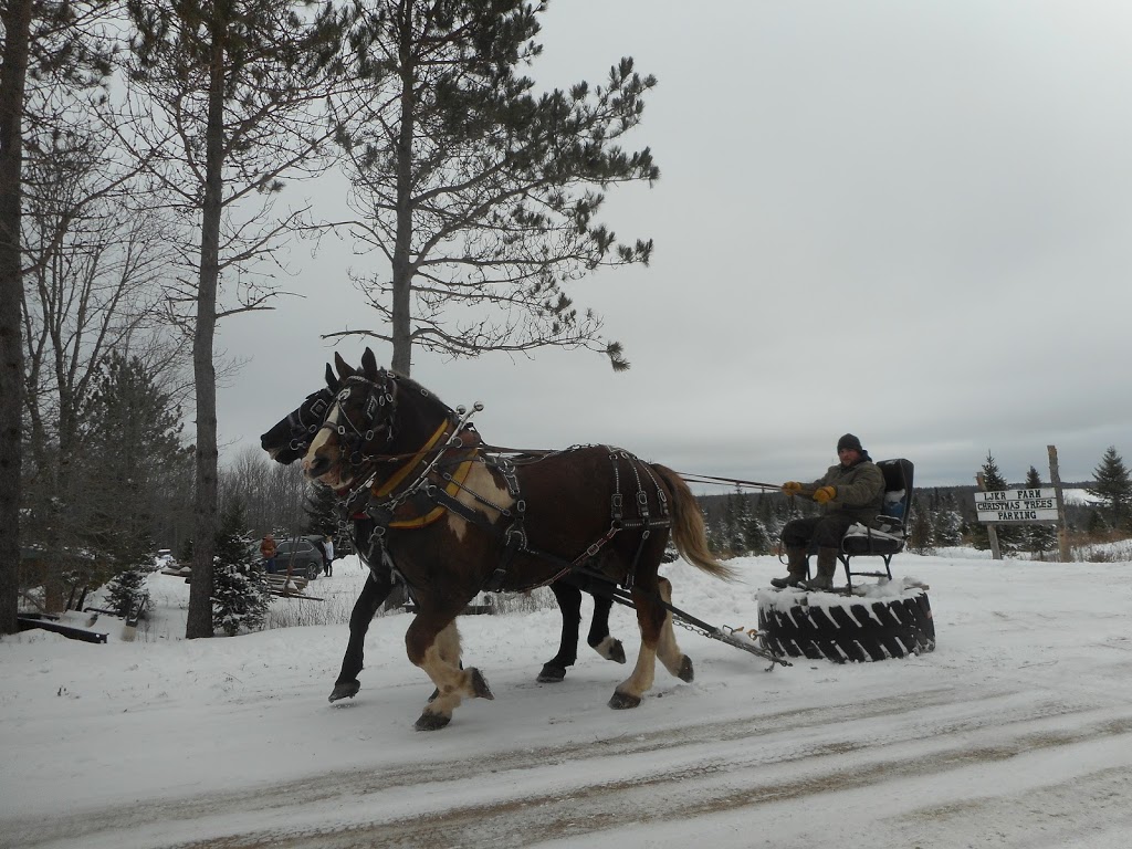 LJKR Balsam Fir Christmas Tree Farm | 372 Schofield Rd, Wolfville, NS B4P 2R2, Canada | Phone: (902) 542-5182