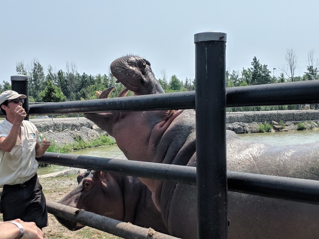 Hippopotamus Exhibit | 2821 Stevensville Rd, Stevensville, ON L0S 1S0, Canada | Phone: (905) 382-9669