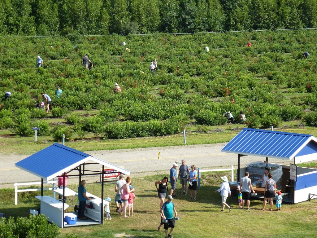 Framboisière et Bleuets Daniel Lavallée | 1101 Chemin de la Grande Rivière S, Yamachiche, QC G0X 3L0, Canada | Phone: (819) 296-2343