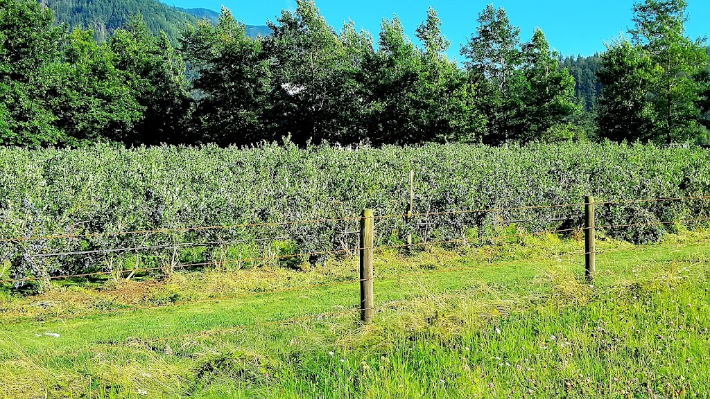 Country’s Edge Blueberry Farm | 200 Columbia Valley Rd, Lindell Beach, BC V2R 4X6, Canada | Phone: (604) 847-0481