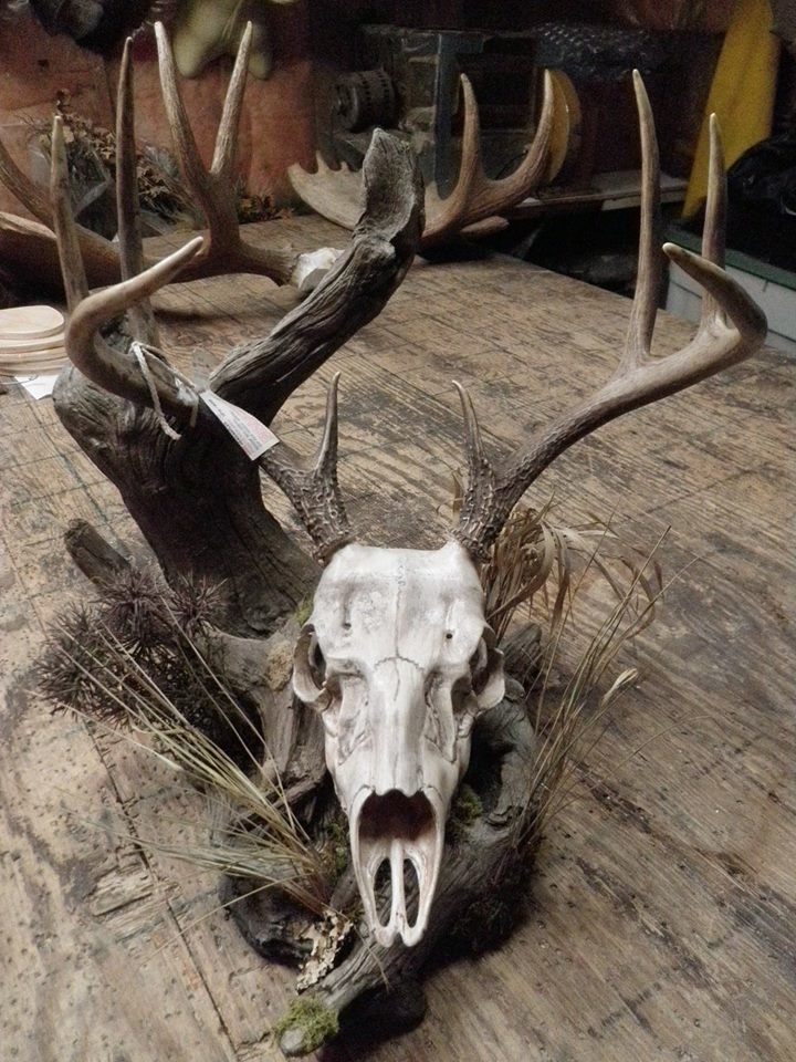 Bruin Taxidermy | 252 Penbrooke Close SE, Calgary, AB T2A 3P1, Canada | Phone: (403) 273-3577