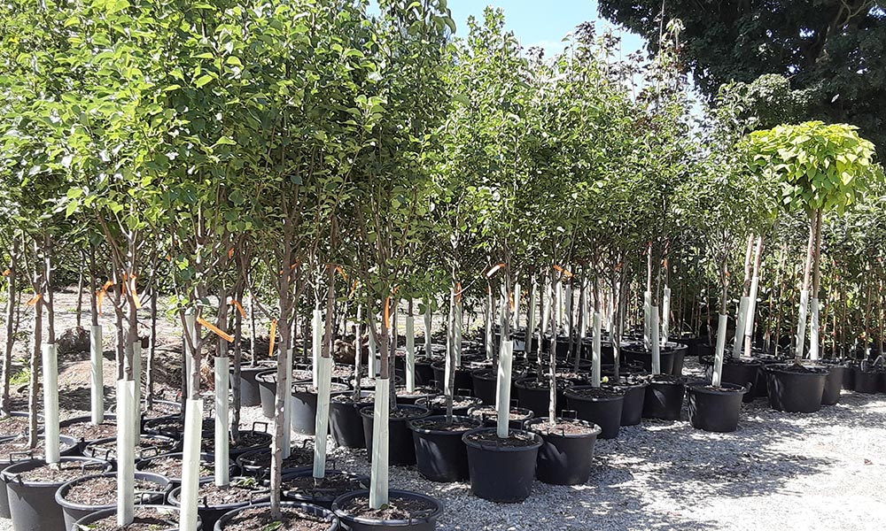 Van Oort Nursery | 365569 Evergreen St, Burgessville, ON N0J 1C0, Canada | Phone: (519) 536-6382