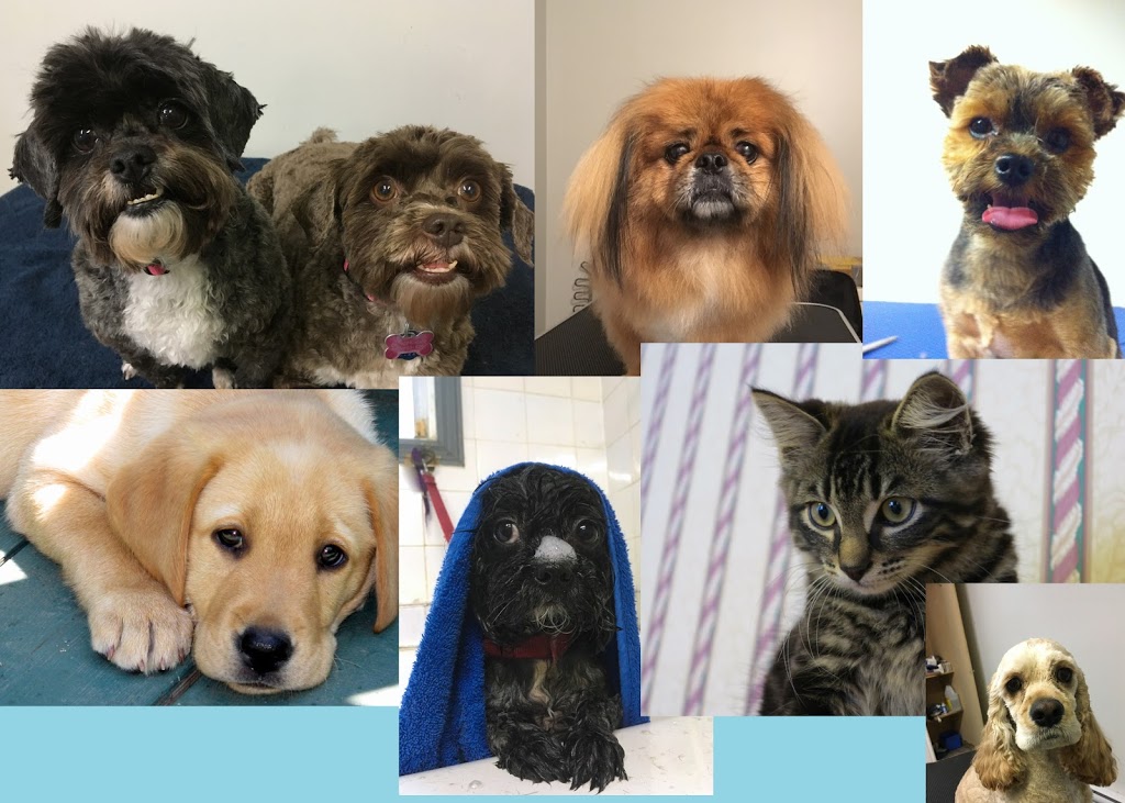 Short n Sweet Pet Grooming | 379 Prince of Wales Dr, Whitby, ON L1N 6M8, Canada | Phone: (289) 685-3364