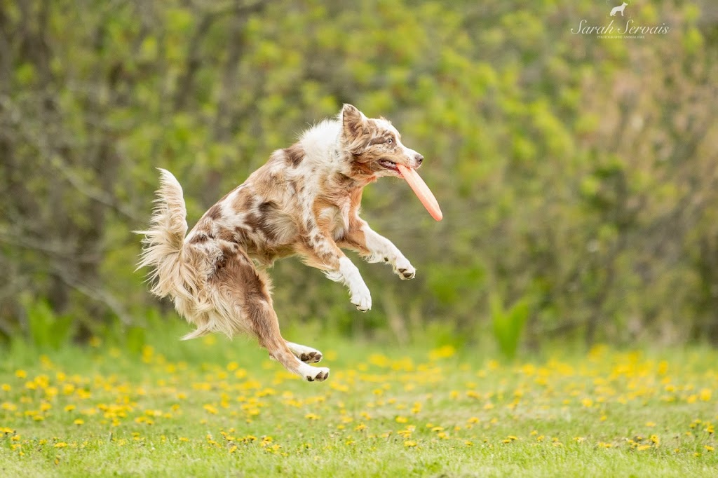 Équi-Canin | 11840 Chem. de la Rivière du N, Mirabel, QC J7N 1H8, Canada | Phone: (450) 275-1772