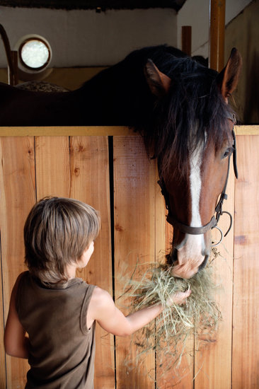 Equine Engagement | Reid Rd, Uxbridge, ON L9P 1R4, Canada | Phone: (647) 855-1116