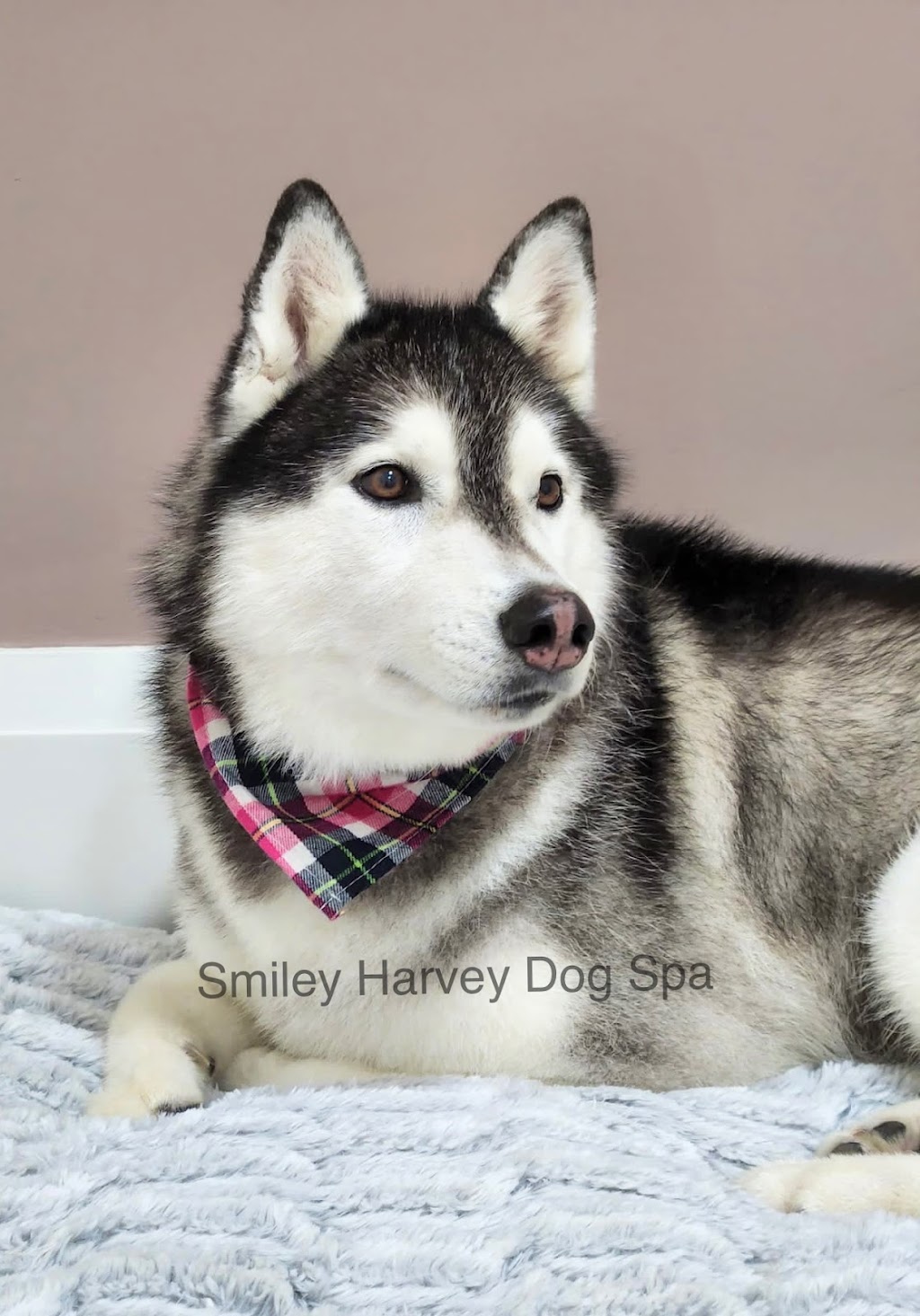 Smiley Harvey Dog Spa | 15 Henderson Ave, Thornhill, ON L3T 2K4, Canada | Phone: (289) 597-2366