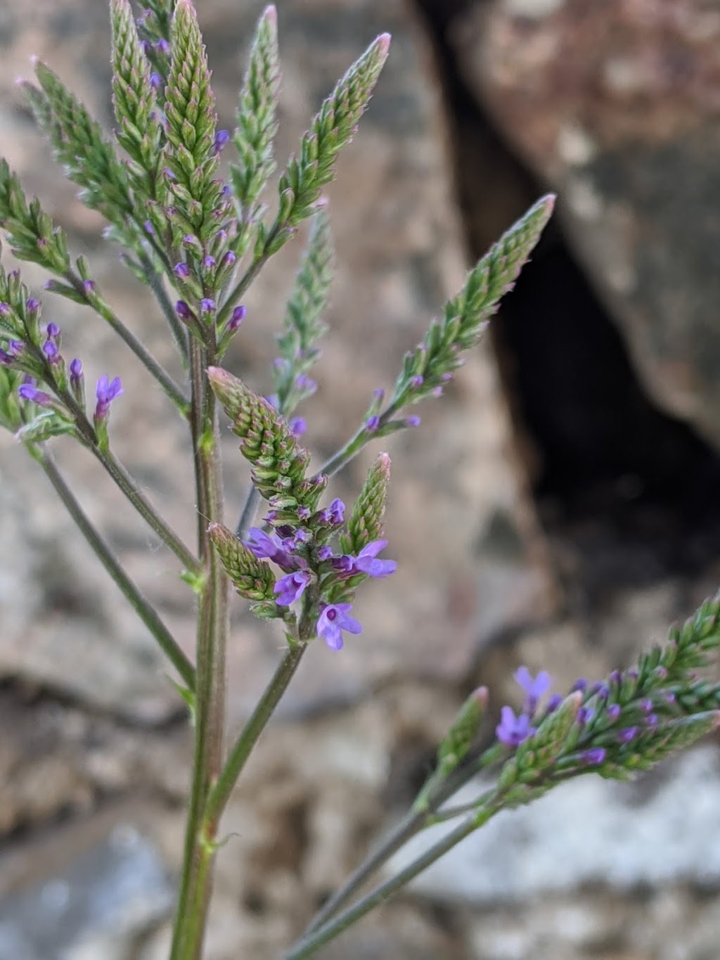 Lacewing Plants and Seedlings (at Fiddlehead Nursery) | 235599, Grey County Rd 13, Kimberley, ON N0C 1G0, Canada | Phone: (647) 465-7829