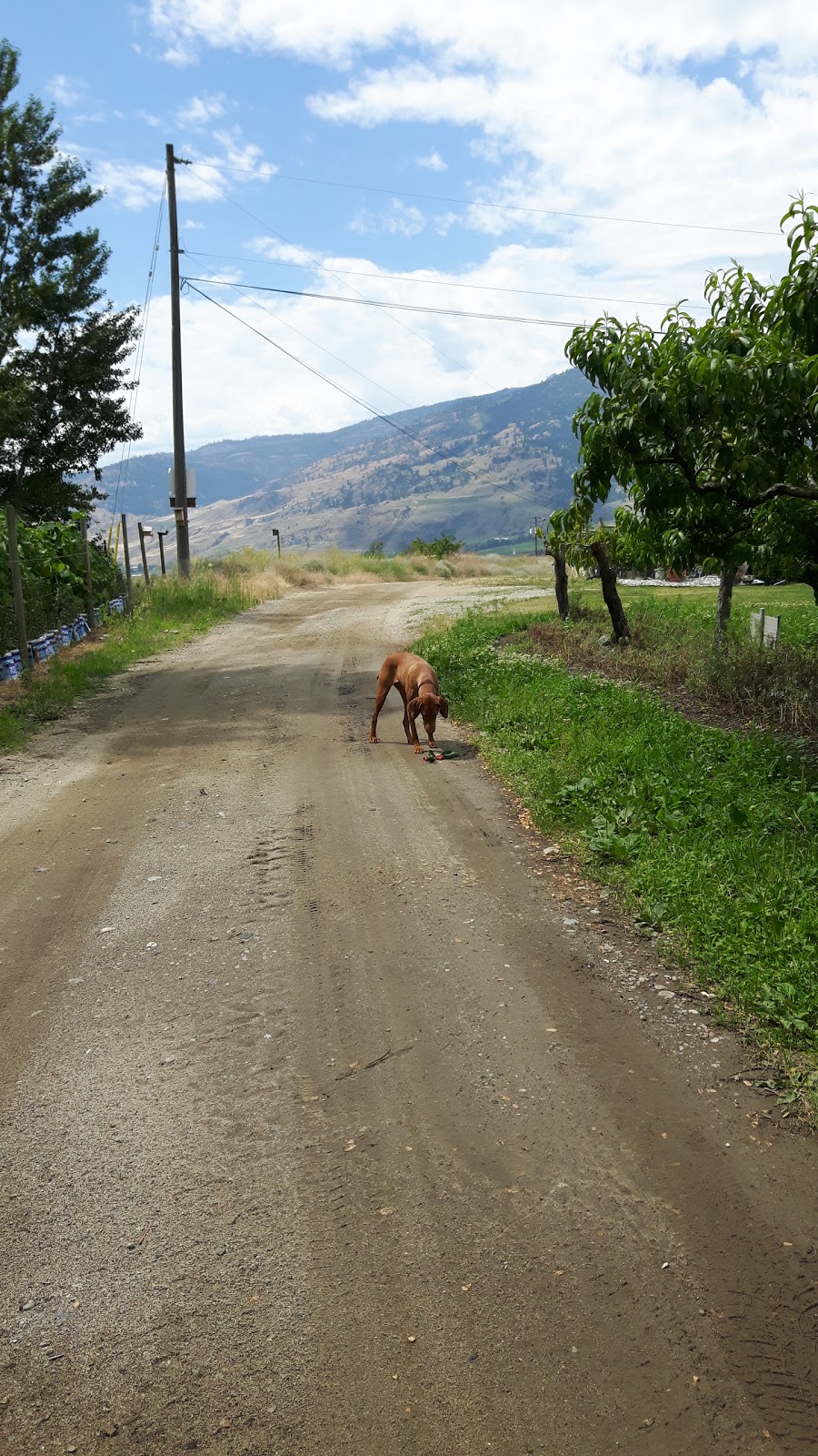 Above the Orchard Bed and Breakfast | 5516 Foxglove St, Oliver, BC V0H 1T9, Canada | Phone: (250) 498-4243