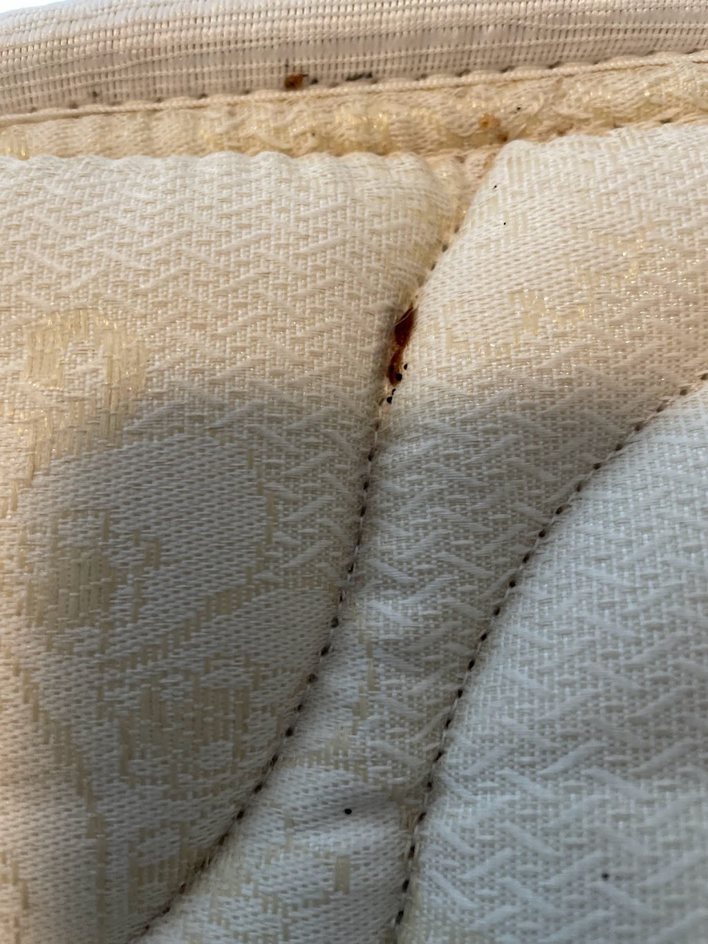 Bed Bugs Emergency | 960 Western Rd Unit 15, London, ON N6G 1G4, Canada | Phone: (226) 926-2329