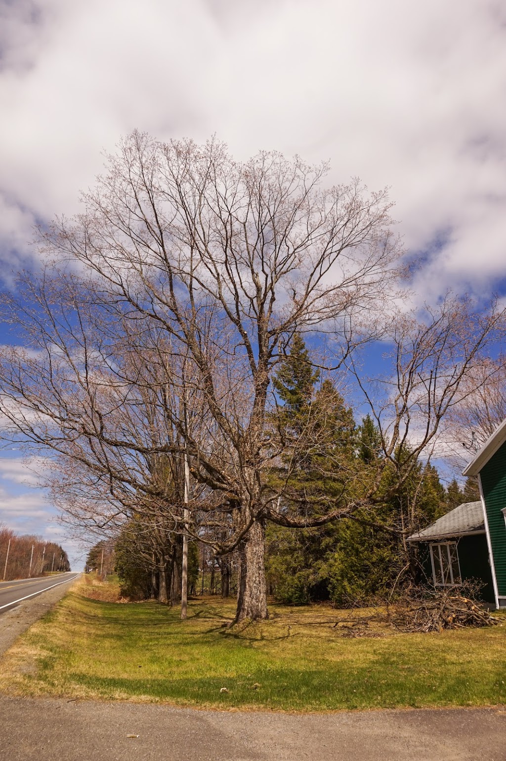 Taïga Arboriculture | 353 Rang Armagh, Sainte-Agathe-de-Lotbinière, QC G0S 2A0, Canada | Phone: (418) 929-9880