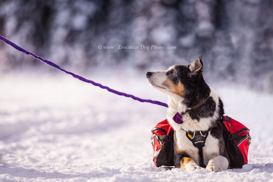 Evocative Dog Photography | Royal Oak Gardens NW, Calgary, AB T3G 5S5, Canada | Phone: (403) 966-4884