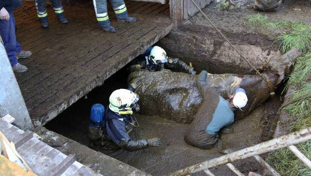 Fosse septique Ferme Delail Inc | 229-B Chemin du Bois de lAil, Cap-Santé, QC G0A 1L0, Canada | Phone: (418) 285-2455