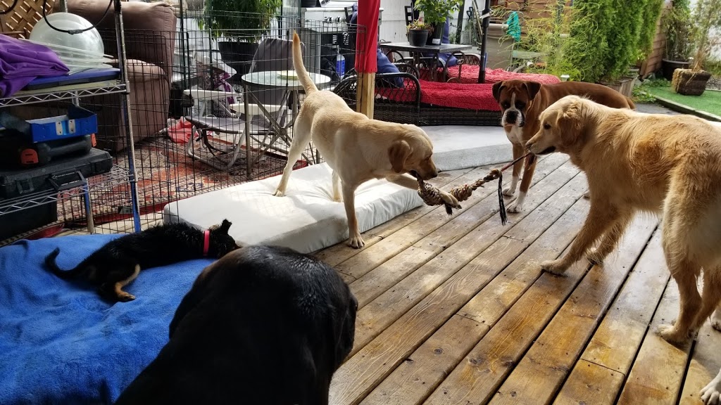 Doggy DooLil Daycare | 12774 114b Ave, Surrey, BC V3V 3P5, Canada | Phone: (778) 368-2341