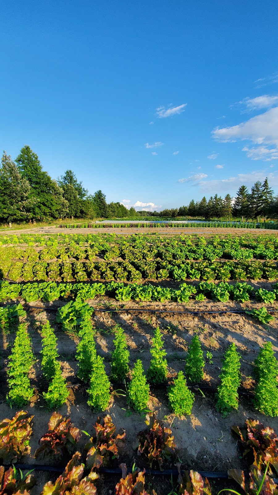 Cadet Roussel farm | 730 Rang Chartier, Mont-Saint-Grégoire, QC J0J 1K0, Canada | Phone: (450) 346-4993