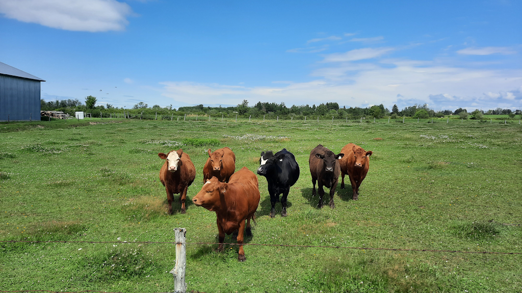 Ferme yannick St-Pierre | 311 Rue Principale Est, Sainte-Hélène-de-Kamouraska, QC G0L 3J0, Canada | Phone: (418) 551-4491