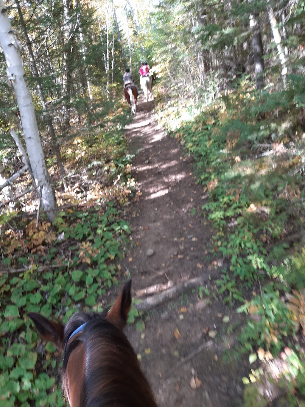 Adventure Stables | 303 Hay Creek Rd, Whitney, ON K0J 2M0, Canada | Phone: (613) 637-1179