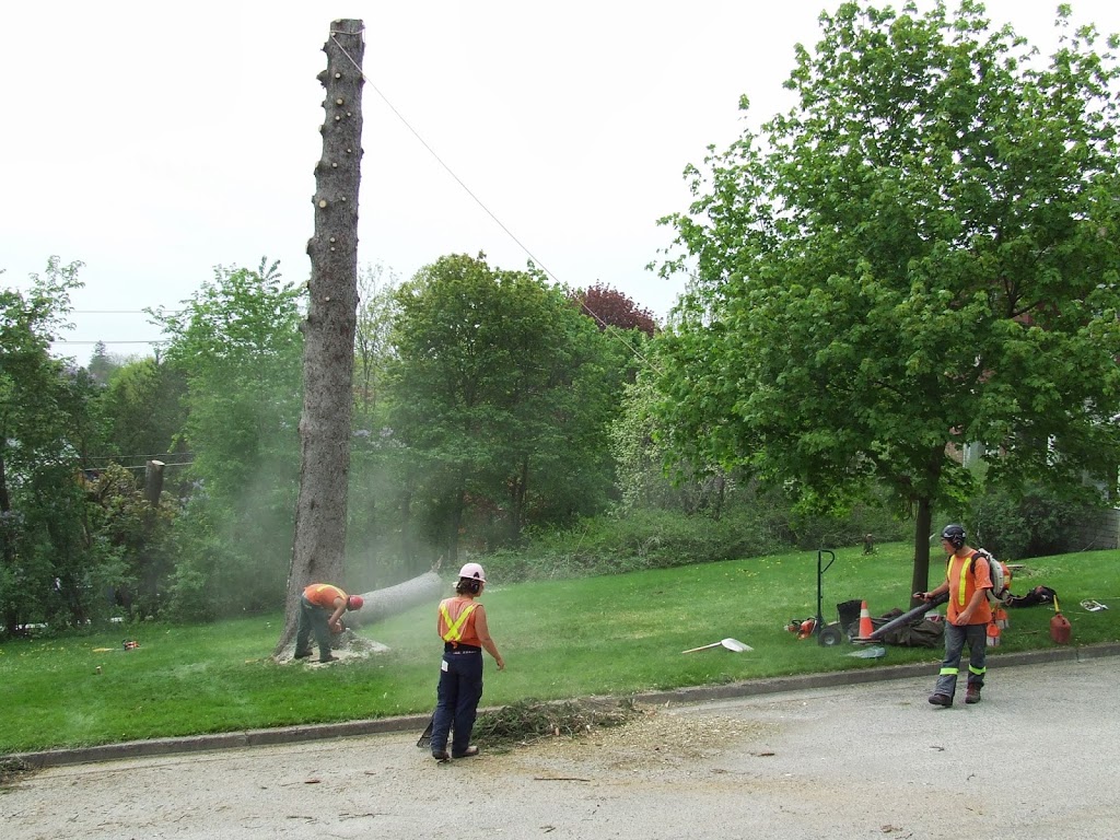 Joels Tree Service | 5009 Line 6, St. Marys, ON N4X 1C8, Canada | Phone: (519) 272-5742