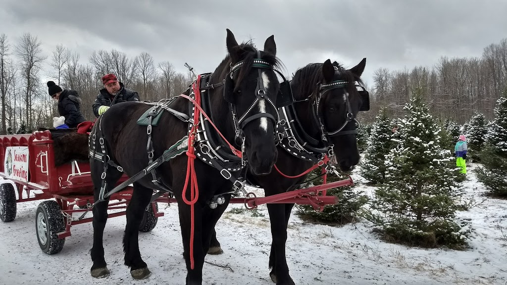 Thomas Tree Farm | 6421 McCordick Rd, North Gower, ON K0A 2T0, Canada | Phone: (613) 489-2314