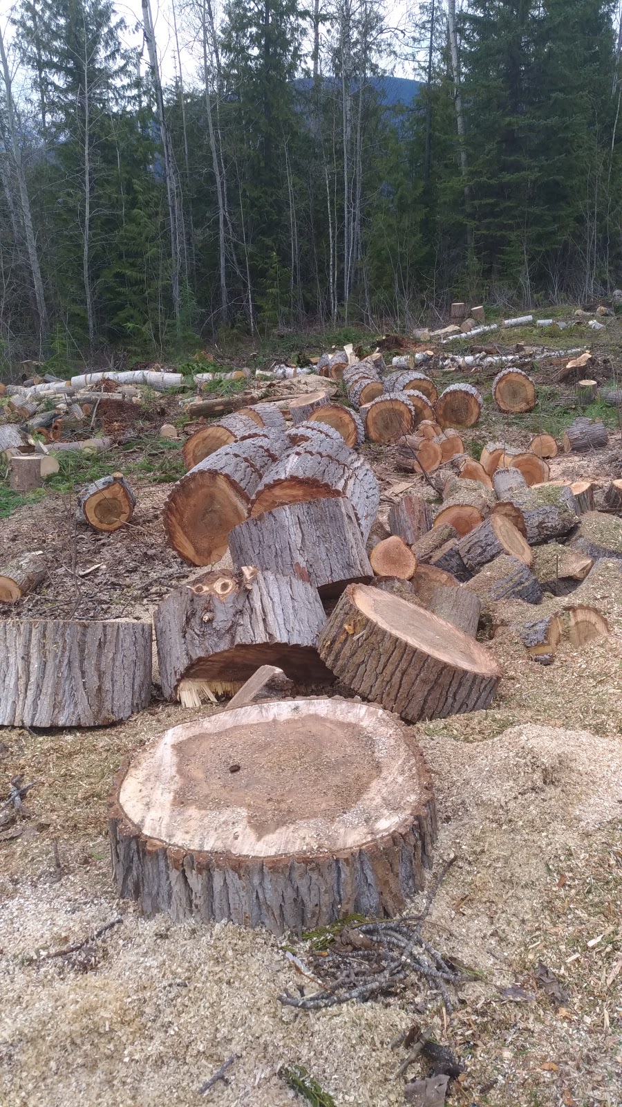 Tree Werx | 1517 Vella Rd, Tappen, BC V0E 2X2, Canada | Phone: (250) 517-7273