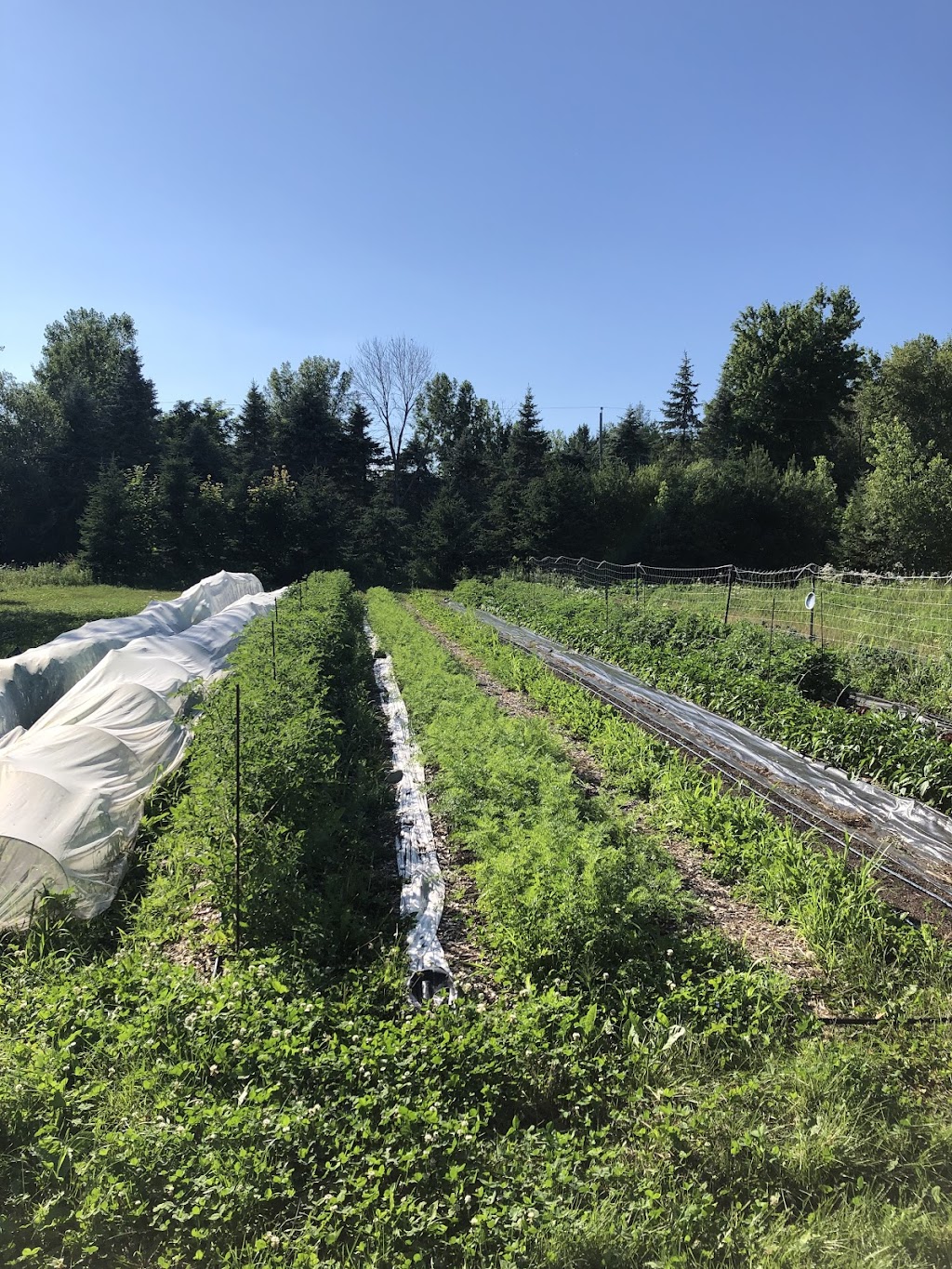 Ferme grandeur nature | 23 5e Rang, Mont-Saint-Grégoire, QC J0J 1K0, Canada | Phone: (514) 245-1689