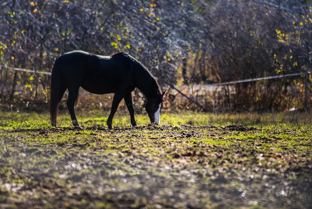 Equestrian Riding Center Bonanza | 65 Chem. de lÉquerre, Laval, QC H7L 1W3, Canada | Phone: (450) 625-6031