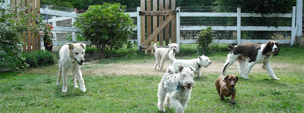 Country Ranch Dog Boarding and Training | 1032 Finch Dr, Squamish, BC V8B 0A4, Canada | Phone: (604) 849-0620