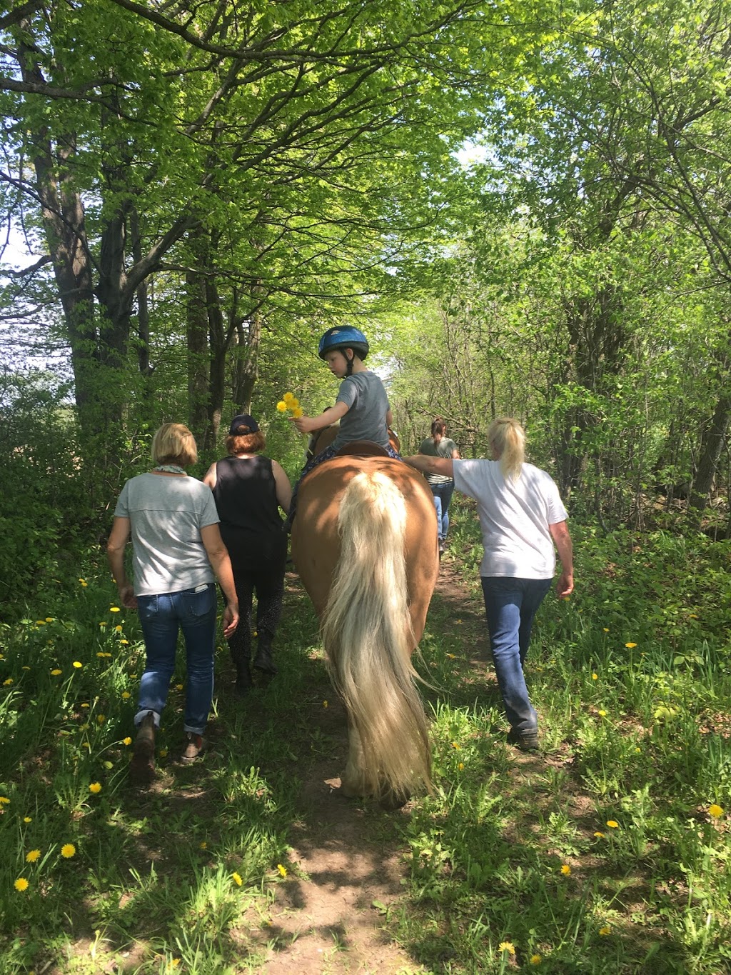 Hope Haven Therapeutic Riding Centre | 545747 Sideroad 4A, Markdale, ON N0C 1H0, Canada | Phone: (519) 986-1247