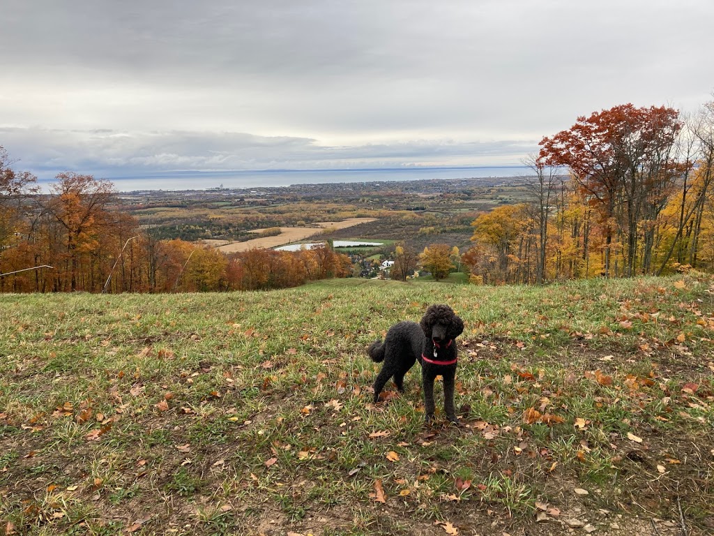 Cantope Dog Boarding Kennel | 10246 Old Shiloh Rd, Pefferlaw, ON L0E 1N0, Canada | Phone: (705) 228-1164