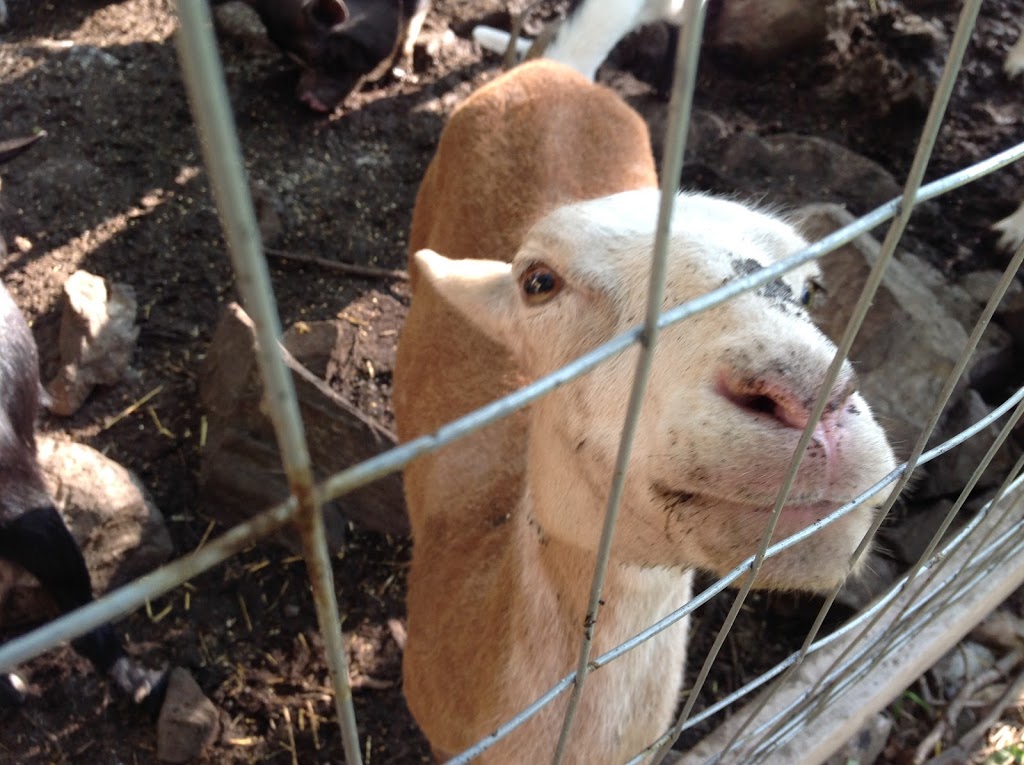 Gingerbread Acres | 3179 County Rd 46, Havelock, ON K0L 1Z0, Canada | Phone: (905) 999-1372