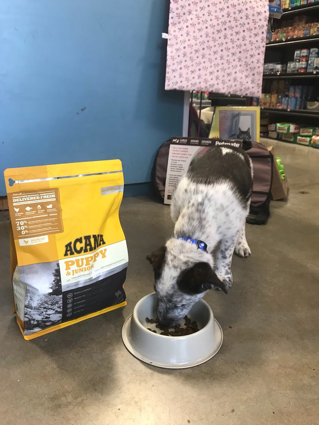 OBrien Pet Food and Supplies - Squamish’s Pet Food Store, Local | 1121 Commercial Pl #103, Squamish, BC V8B 0S5, Canada | Phone: (604) 892-9035