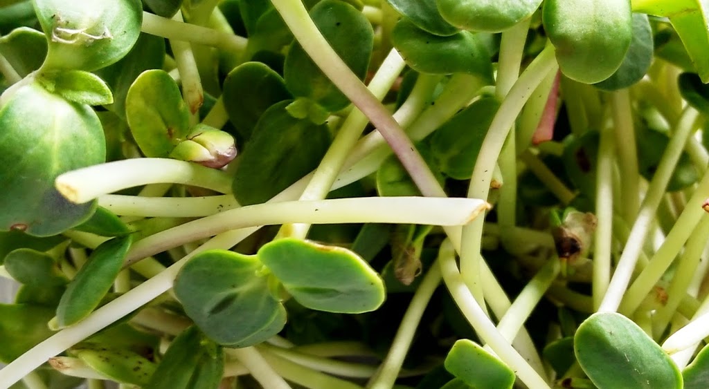 Little Sprout House - The Tastiest Microgreens In Calgary | 2045 Birch Crescent SE, Calgary, AB T2B 1P2, Canada | Phone: (403) 861-7947