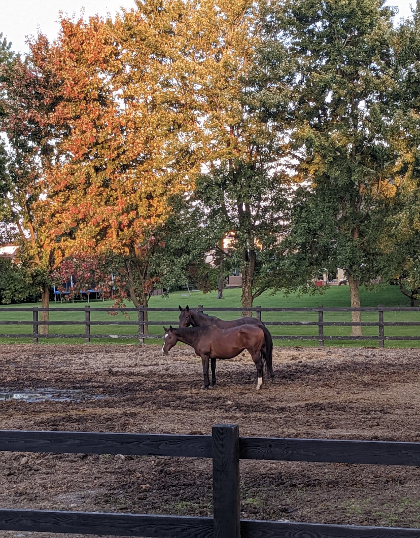 Vintage Oasis Farm | 775 Bd Saint-Luc, Saint-Jean-sur-Richelieu, QC J2W 2G6, Canada | Phone: (514) 883-2315